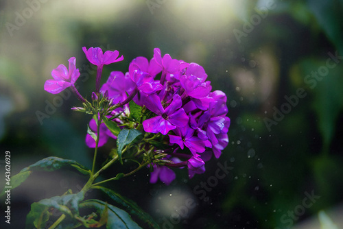 urple geranium in the garden on a green boho bokeh background photo