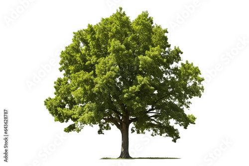 American elm tree PNG with green leaves and brown trunk isolated on transparent Background - high quality image of a deciduous tree with green leaves and brown bark