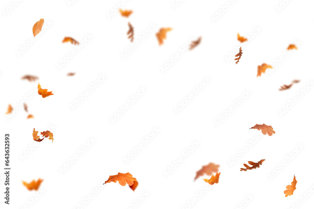 Falling isolated autumn colored leaves png. Autumn Set. Photo Overlays. Leaves in autumn background isolated space for your text	