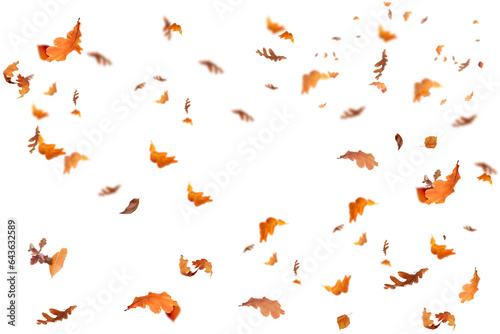 Falling isolated autumn colored leaves png. Autumn Set. Photo Overlays. Leaves in autumn background isolated space for your text 