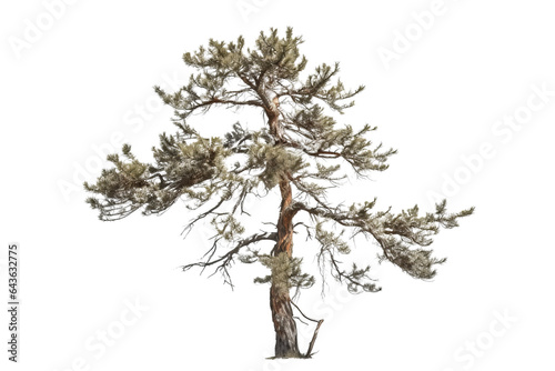 Realistic Pine tree isolated on transparent background - high quality PNG for design projects