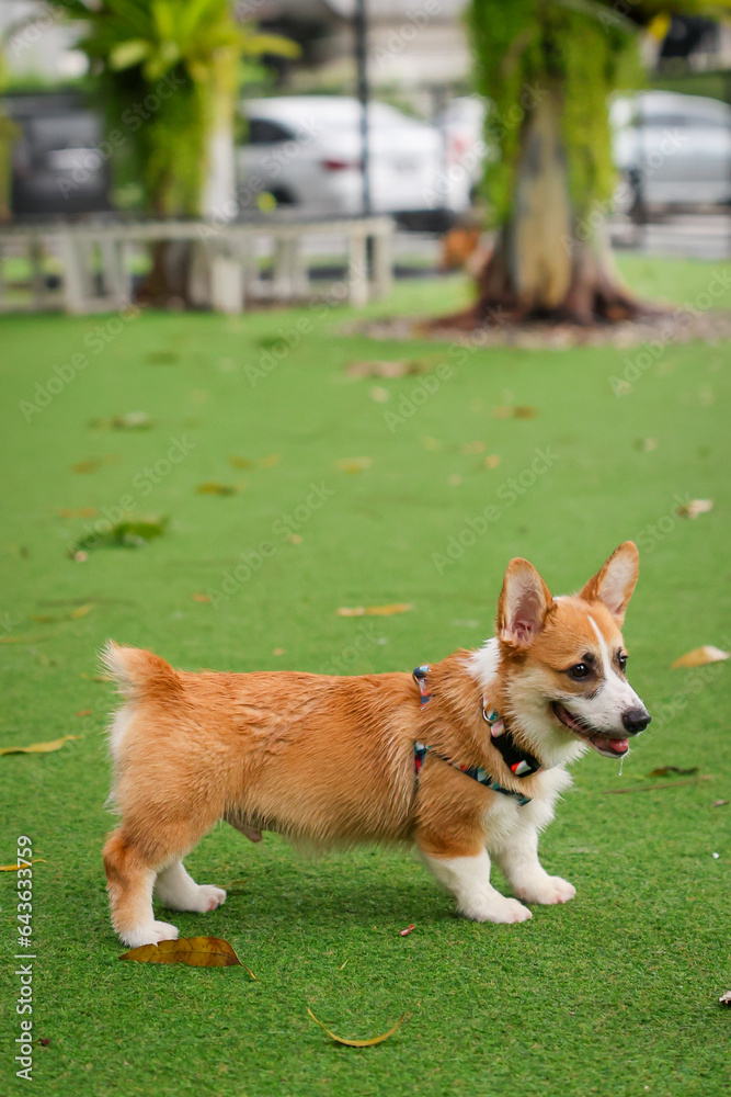 Happy dogs Welsh Corgi Pembroke with friends play and do exercise together in the pet park with artificial grass. Happy dogs Welsh Corgi Pembroke with friends play and do exercise together in the pet park with artificial grass.