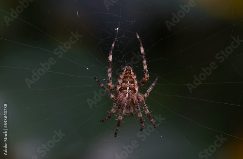close-up of a spider on a web © Denys