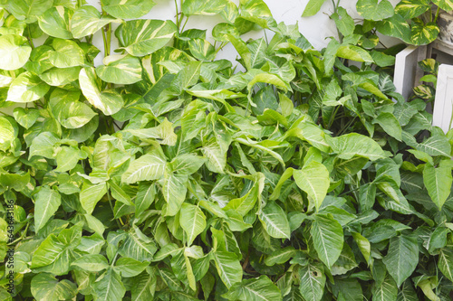 Nature's Green Treasure: Money Plant Foliage" Behold the captivating foliage of my Money Plant, a true natural treasure. Its emerald leaves symbolize both abundance and tranquility.