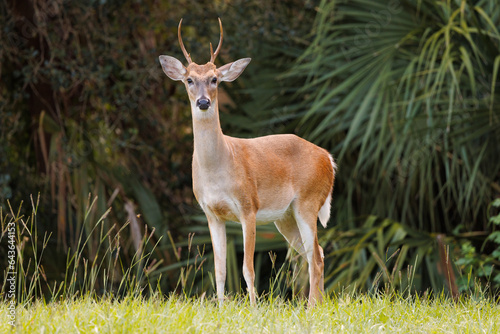 Fototapeta Naklejka Na Ścianę i Meble -  A male white-tailed deer (Odocoileus virginianus), or buck, in Myakka River State Park in southwest Florida