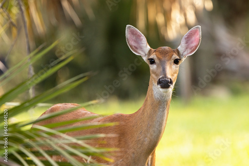 A cute, young white-tailed deer (Odocoileus virginianus) peeking out from behind a palm frond at Myakka River State Park in southwest Florida
