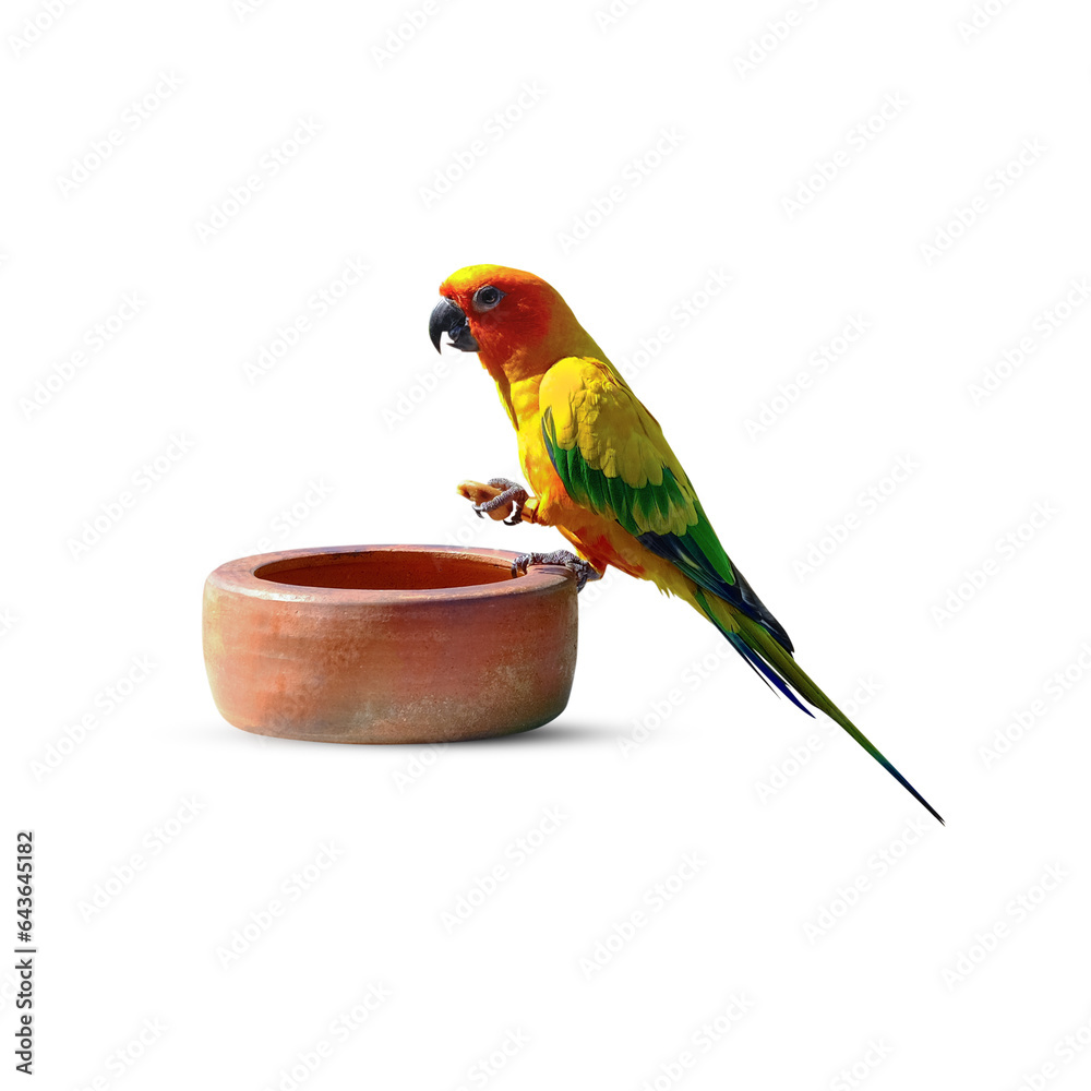 Parrot eats nuts in a cup isolated on white background