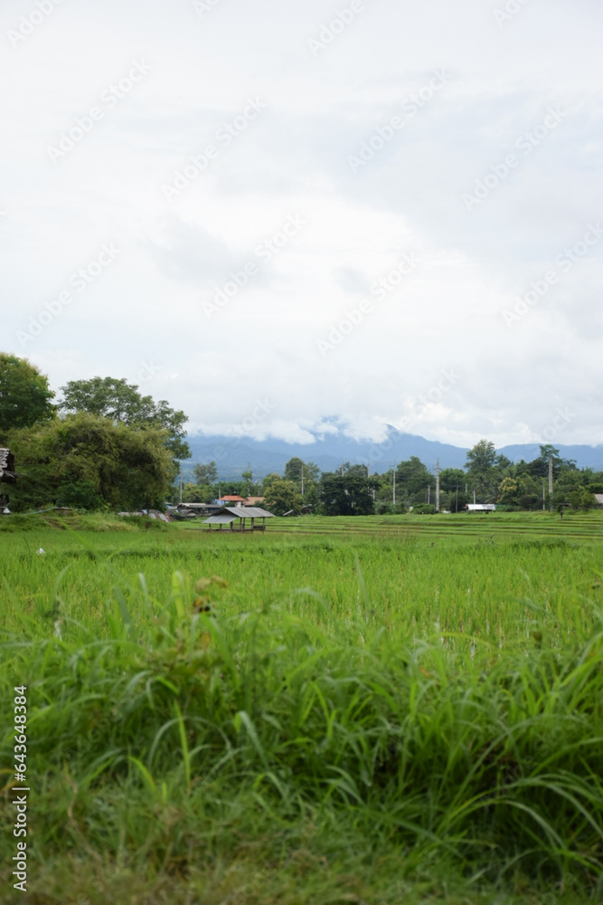 Green rice fields come back again in the rainy season.
Green rice fields come back again in the rainy season.