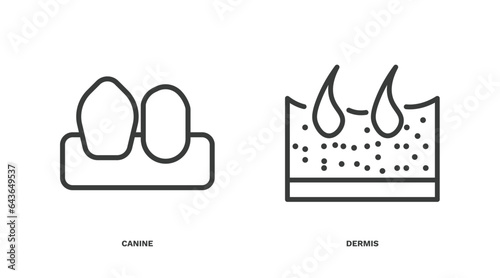 set of medical and healthcare thin line icons. medical and healthcare outline icons included canine, dermis vector.