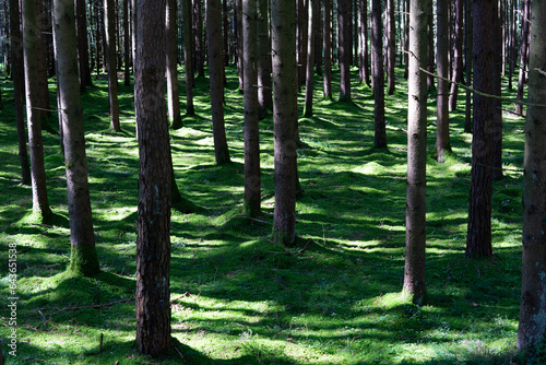 Waldstück mit bemoosten Boden. photo