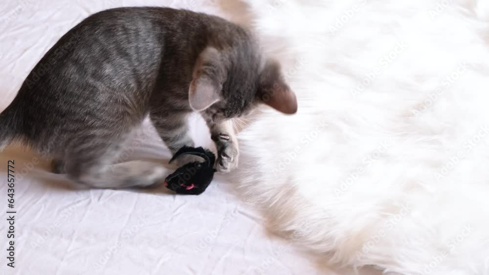 pretty gray kitten playing with toy at home on white fluffy rug pretty gray kitten playing with toy at home on white fluffy rug