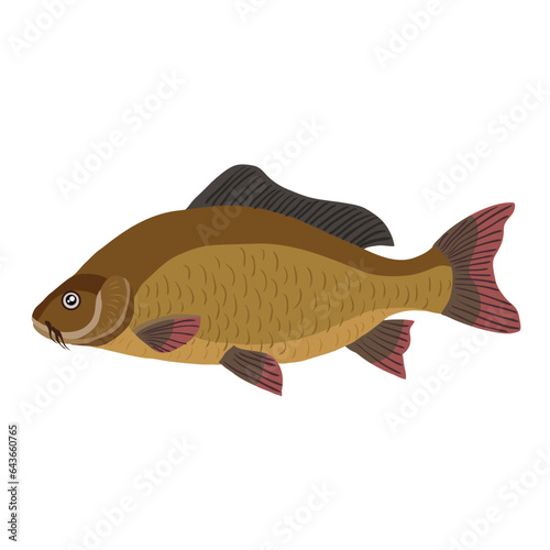 carp, brown river fish, cartoon illustration, isolated object on white background, vector,