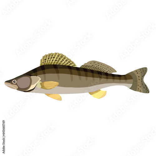 pike perch, brown river fish, cartoon illustration, isolated object on white background, vector, photo