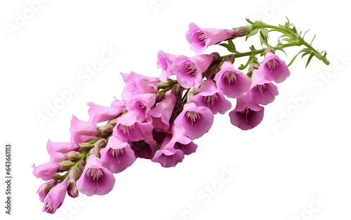 Gorgeous Foxglove Flower Isolated on Transparent PNG Background, rendering. Generative AI