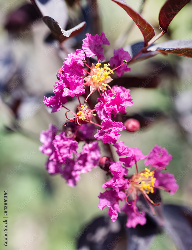 pink Lagerstroemia with purple leaf