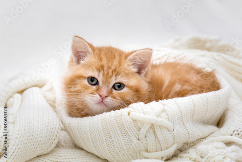 A little ginger kitten sleeps in a knitted sweater