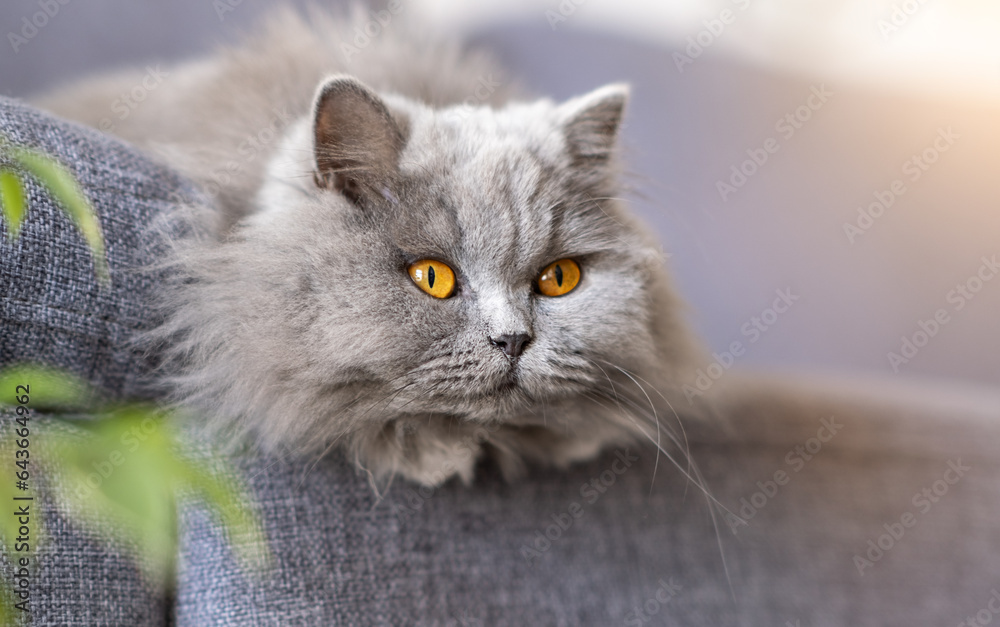 Cute british gray cat, cat pet with yellow eyes, studio portrait on gray sunny background.