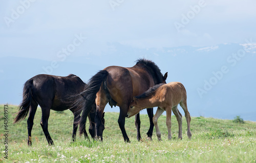 A small foal and a group of horses graze on a picturesque green meadow on a sunny summer day among the mountain peaks.