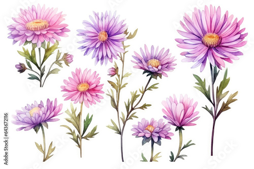 Watercolor image of a set of aster flowers on a white background