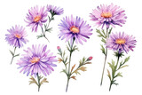 Watercolor image of a set of aster flowers on a white background