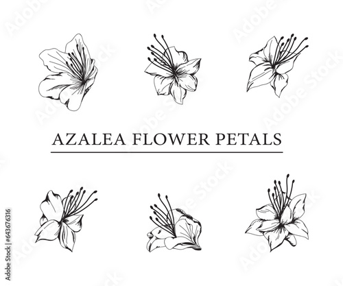 vector sketch illustration of azalea flower petals.