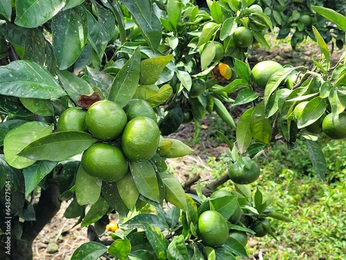 unripe green tangerine, green tangerine, tangerine