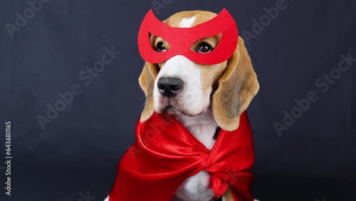 Beagle dog in a superhero costume: in a red mask and cape for a carnival party or Halloween on a black isolated background.