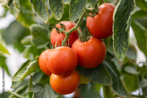 Beautiful red ripe tomatoes. Bush tomatoes of a new crop grown in a greenhouse. Close-up.