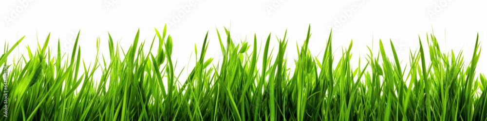 Green grass isolated on white background, field, grassland, nature background, solid fresh grass grows Green grass isolated on white background, field, grassland, nature background, solid fresh grass grows