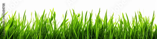 Green grass isolated on white background, field, grassland, nature background, solid fresh grass grows