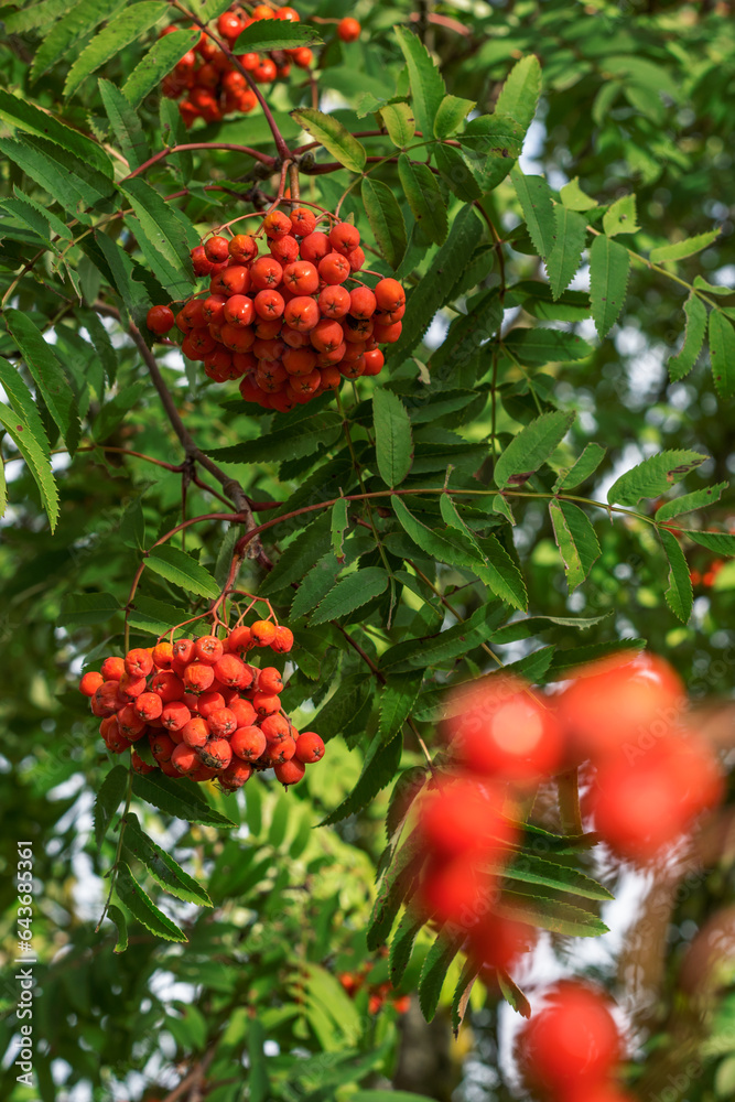 Rowan berries on rowan tree background in sunny day, ripen rowan berries in autumn time, rowan bunches hanging on rowan tree branches, nature background Rowan berries on rowan tree background in sunny day, ripen rowan berries in autumn time, rowan bunches hanging on rowan tree branches, nature background
