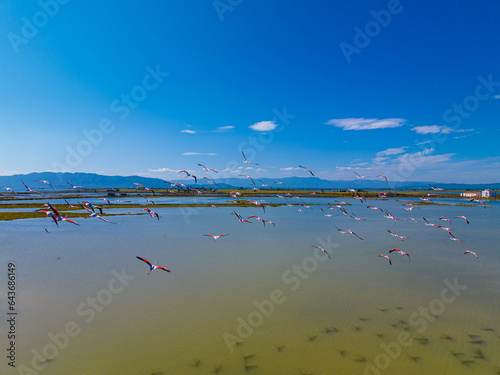 Flock of flamingos above the river Ebro, the delta region of the Ebro River in the southwest of the Province of Tarragona in the region of Catalonia in Spain