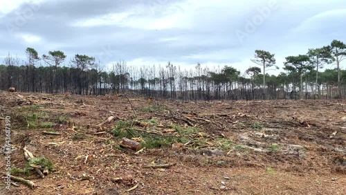 Pine trees burned during the forest fire of July 2022 in La Teste de Buch at Le Petit Nice beach in France