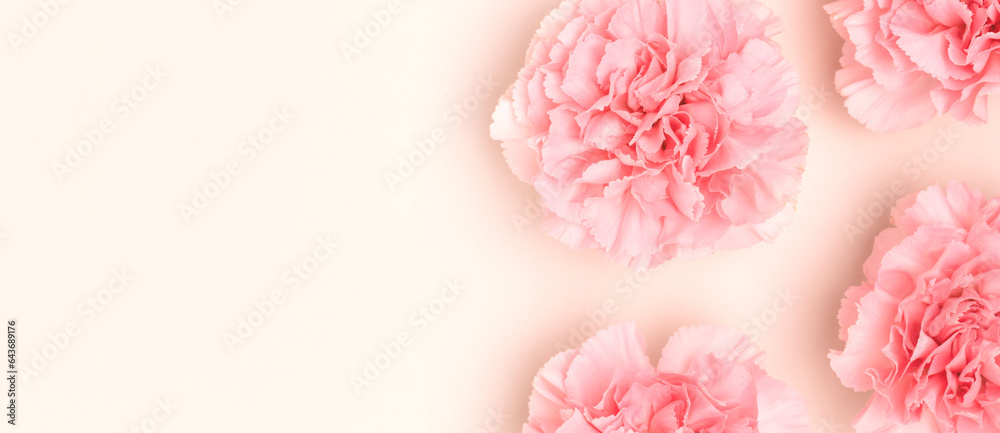 Banner with pink carnation flowers scattered on a beige background. Floral concept. Banner with pink carnation flowers scattered on a beige background. Floral concept.