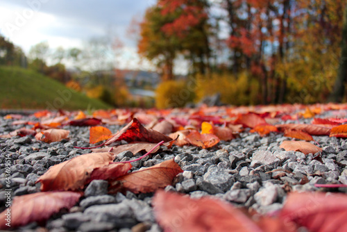 Autumn park landscape - trees and fallen dry autumn leaves in Sauerlandpark Hemer photo