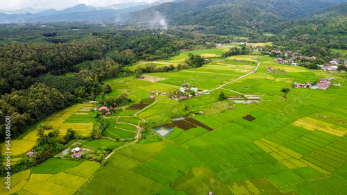 Fototapeta Naklejka Na Ścianę i Meble -  Aerial view of the green and yellow rice field in countryside of Thailand.