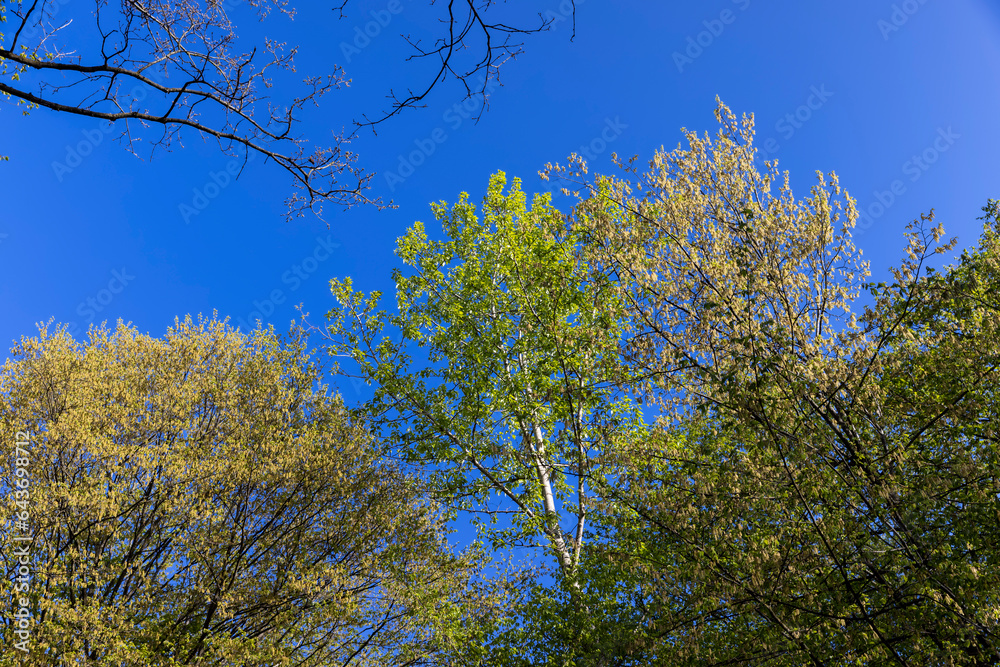 green foliage on hornbeam tree in spring bloom green foliage on hornbeam tree in spring bloom