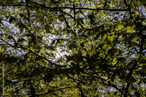 green foliage on hornbeam tree in spring bloom