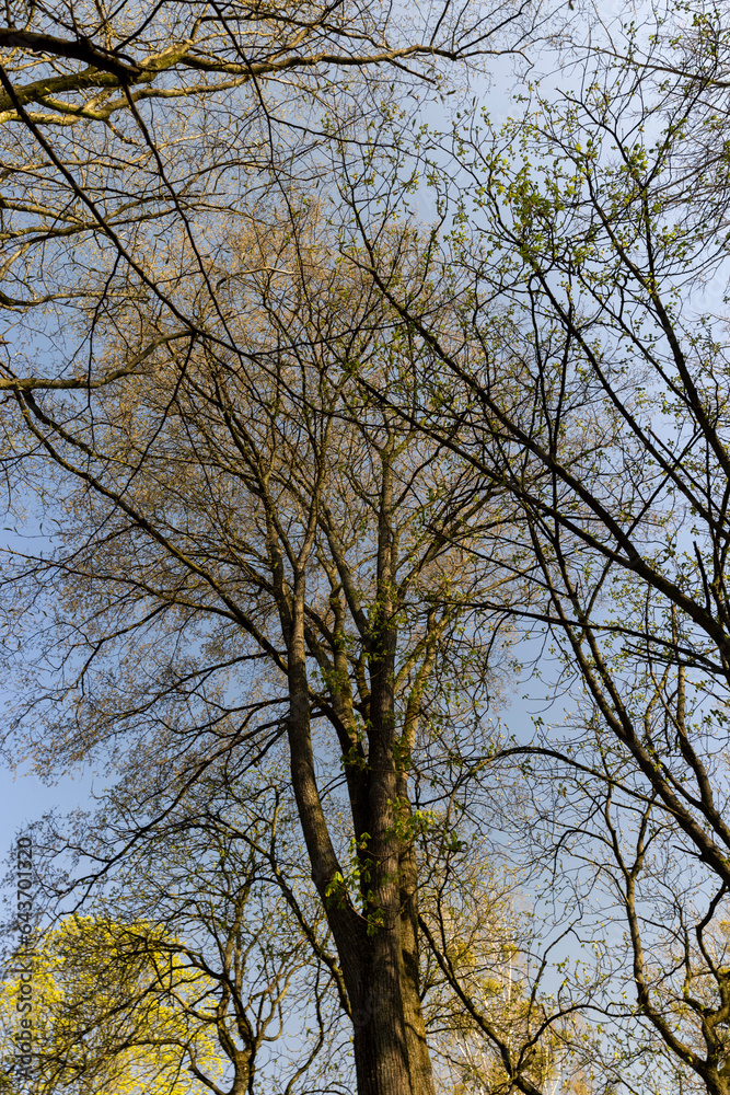 deciduous trees in the forest in the spring season deciduous trees in the forest in the spring season