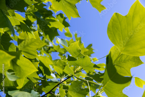 tulip tree with green foliage in windy weather photo