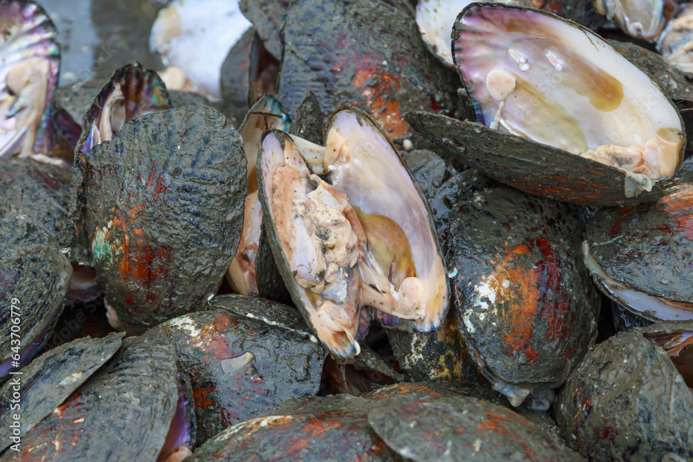 Opened mussel shells at a pearl farm. Opened mussel shells at a pearl farm.