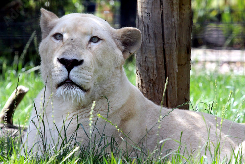 White lions at rest