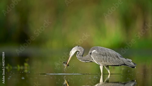 Gray heron bird ( Ardea cinerea ) catching fish in slow motion