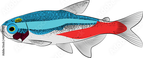 Neon tetra, Paracheirodon innesi aquarium tropical freshwater fish. characin family  freshwater fish graphic illustrations aquarium fish