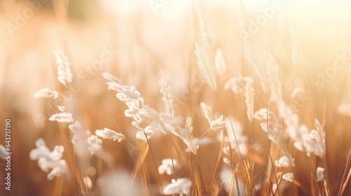 Abstract soft focus sunset field landscape of white flowers and grass meadow warm golden hour sunset sunrise time. Tranquil spring summer nature closeup and blurred forest background. Idyllic nature.