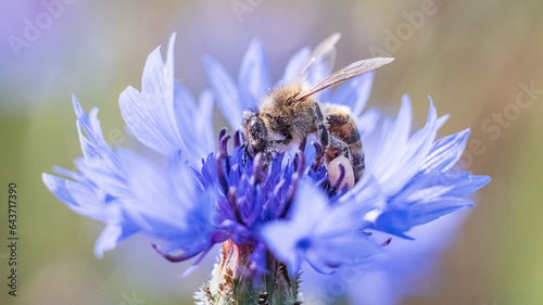 honeybee in close-up collects pollen from a beautiful blue cornflower