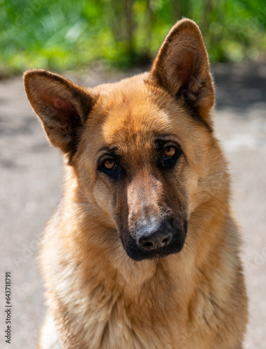 Portrait of an East European Shepherd dog, female dog looks at the owner © Oleg Kovtun