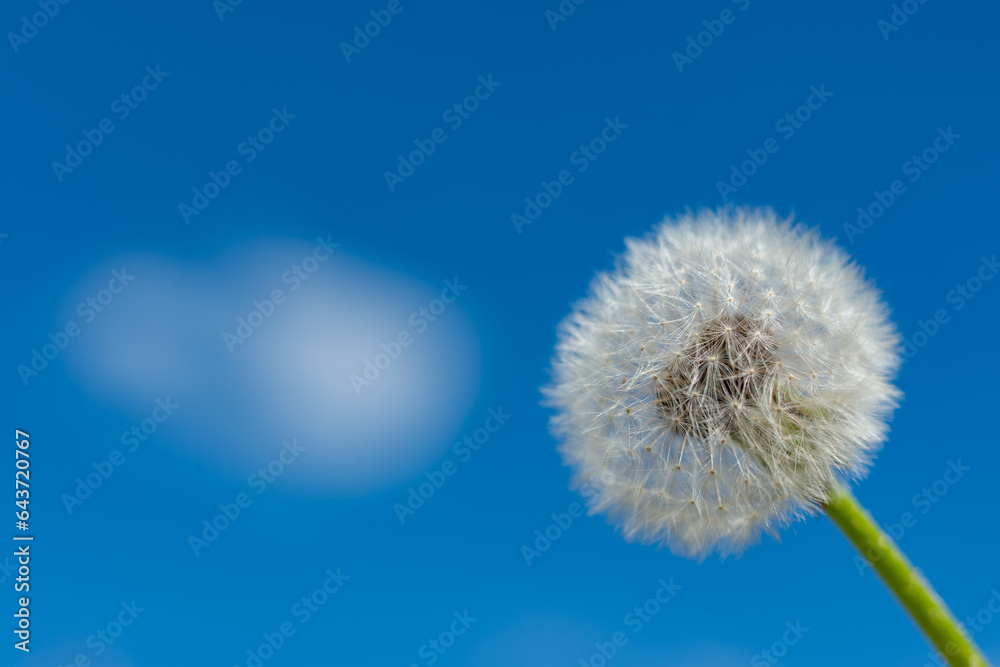 Fototapeta premium Fluffy Dandelion (Taraxacum officinale) against the blue sky
