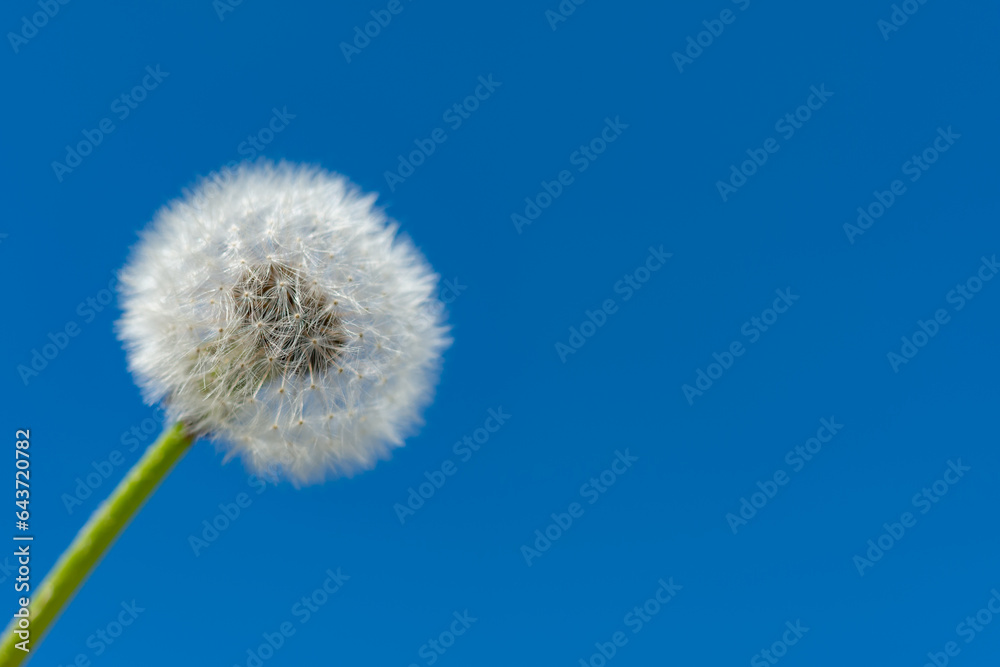 Fluffy Dandelion (Taraxacum officinale) against the blue sky