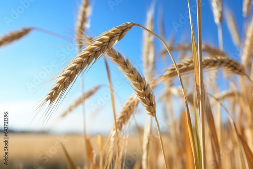 close-up of wheat ears with blurred windmill in the distance